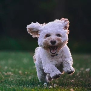 animal friendly healing cream